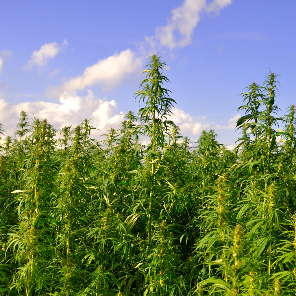 Hemp For A  Sustainable Future