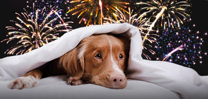 Calming Your Pet's Fireworks Anxiety: Natural Relief for a Stress-Free Celebration